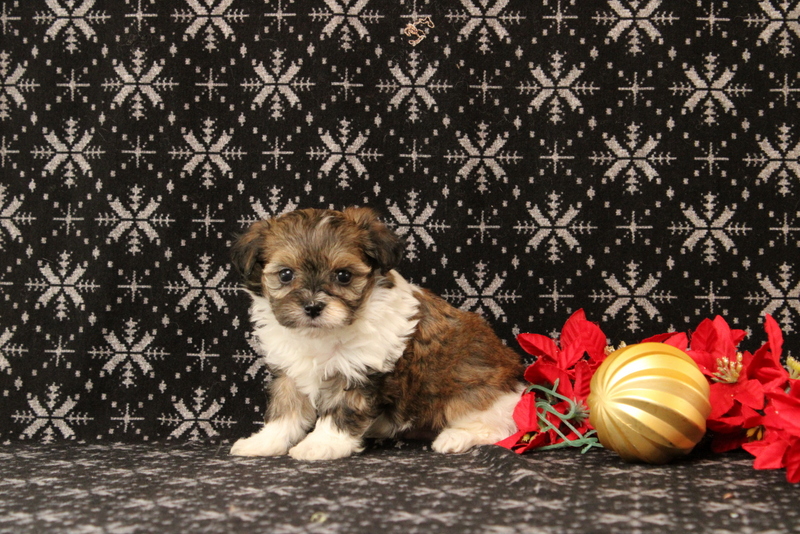 puppy, for, sale, Maltipoo, Matthew B. Stoltzfus, dog, breeder, Gap, PA, dog-breeder, puppy-for-sale, forsale, nearby, find, puppyfind, locator, puppylocator, aca